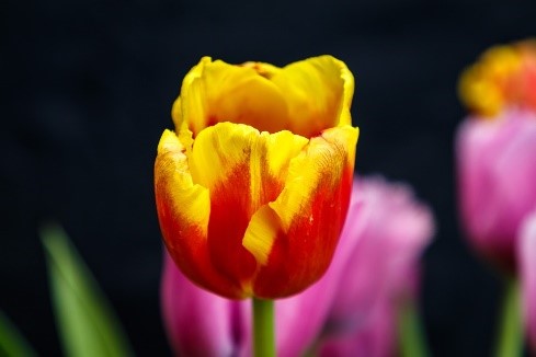 Tulpe Mai Px 22