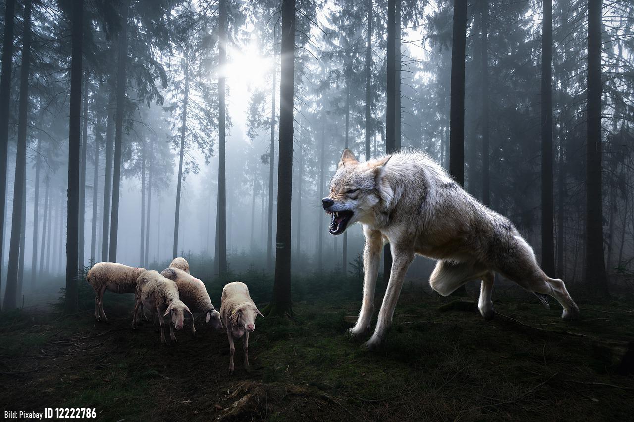 Wolf und Schaf 2212 Fotor